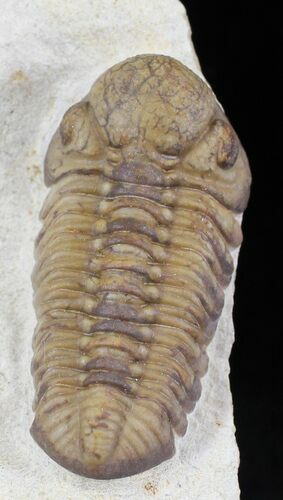 Beautiful Kainops Trilobite - Oklahoma #23114